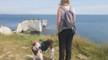 My Life With an Anxious Yellow Dog - Dog Furiendly