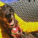 5 Mindful Lessons we can Learn From Our Dogs - Dog Furiendly