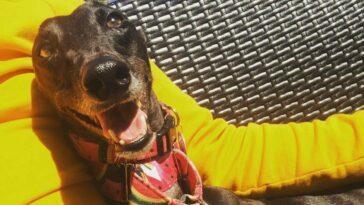 5 Mindful Lessons we can Learn From Our Dogs - Dog Furiendly