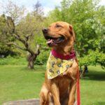 How to Upcycle and Create Your Own Pooch Bandana - Dog Furiendly