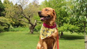 How to Upcycle and Create Your Own Pooch Bandana - Dog Furiendly