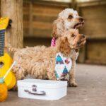 What to Pack for the Waggiest Weekend? - Dog Furiendly