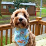 Dog Friendly Holiday Weekend in St Ives - Dog Furiendly