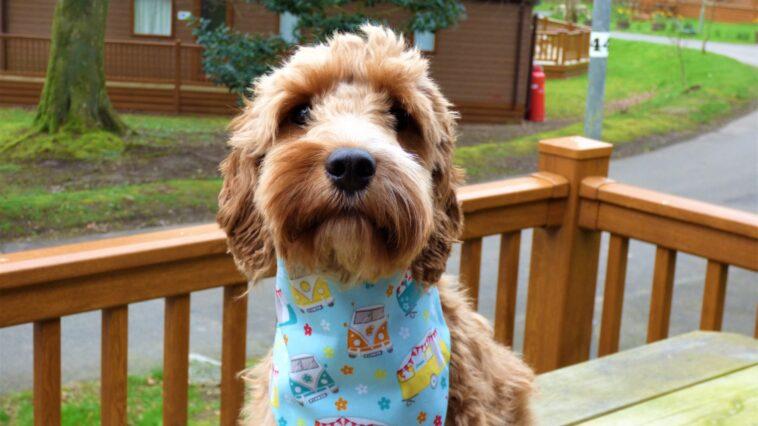 Dog Friendly Holiday Weekend in St Ives - Dog Furiendly