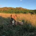 The Ultimate 7,500 Mile Walkies - South West Coastal Path - Dog Furiendly