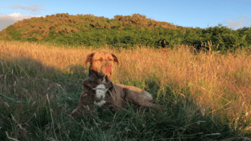 The Ultimate 7,500 Mile Walkies - South West Coastal Path - Dog Furiendly