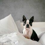 Should I take my dog on holiday?