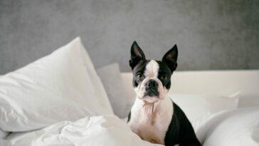 Should I take my dog on holiday?