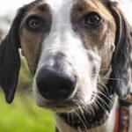 A full moon can make dogs act very differently