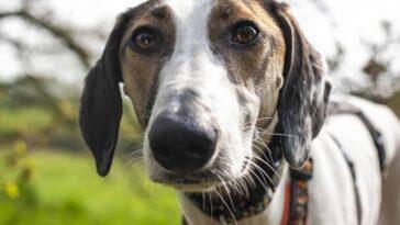 A full moon can make dogs act very differently