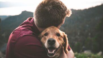 Why Everyone Needs a Dog in Their Life - Dog Furiendly