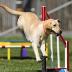 Olympic Canine Games