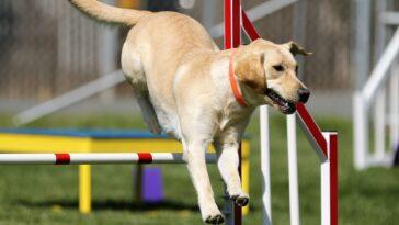 Olympic Canine Games