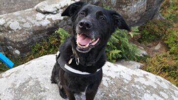 A Right Yorkshire Ramble - Dog Furiendly