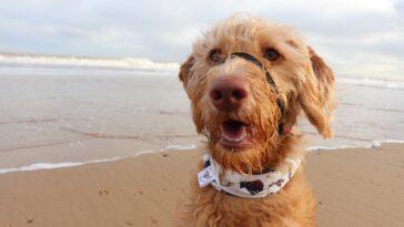 Duchess' Five Favourite Dog Friendly Beaches in Norfolk - Dog Furiendly