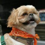 Dog Friendly Boat Trip On Regent’s Canal - Dog Furiendly