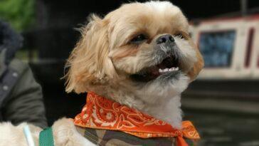 Dog Friendly Boat Trip On Regent’s Canal - Dog Furiendly