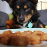 Great Doggy Bakeoff Recipe: Cheese and Carrot Biscuits - Dog Furiendly