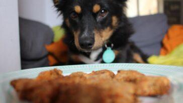 Great Doggy Bakeoff Recipe: Cheese and Carrot Biscuits - Dog Furiendly