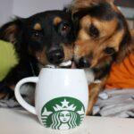 Great Doggy Bakeoff Recipe: Pumpkin Spice Puppuccino - Dog Furiendly