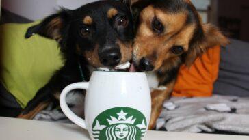 Great Doggy Bakeoff Recipe: Pumpkin Spice Puppuccino - Dog Furiendly