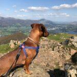Dog Friendly Adventures in the Northern Lake District