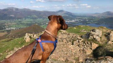 Dog Friendly Adventures in the Northern Lake District