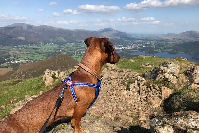 Dog Friendly Adventures in the Northern Lake District