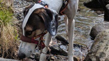 Abergele Dog Walk - Dobby the Wanderer - Dog Furiendly