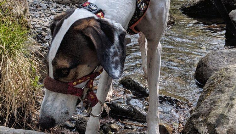 Abergele Dog Walk - Dobby the Wanderer - Dog Furiendly