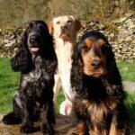 Our Holiday in Thornyfield Barn – Lake District - Dog Furiendly