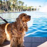 How to travel with your dog? - Dog Furiendly