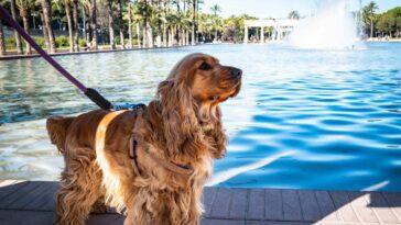 How to travel with your dog? - Dog Furiendly