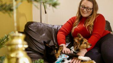 Dog Friendly Christmas at Old Lanwarnick Cottage