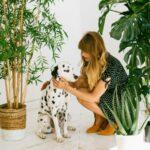 Dalmatians are adorable and one of the most loved dog breeds