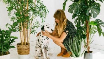 Dalmatians are adorable and one of the most loved dog breeds