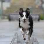 Our Guide to Dog Friendly Edinburgh City Centre