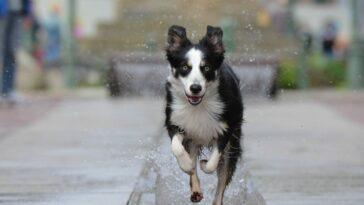 Our Guide to Dog Friendly Edinburgh City Centre