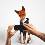 How to Take a Great Photo of Your Dog Using Your Phone