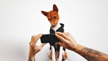How to Take a Great Photo of Your Dog Using Your Phone