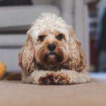 Can I walk the dog during self-isolation or lockdown?