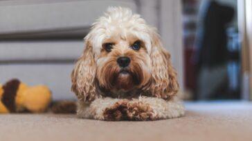 Can I walk the dog during self-isolation or lockdown?