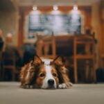 National Dog Friendly Day