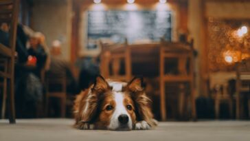 National Dog Friendly Day