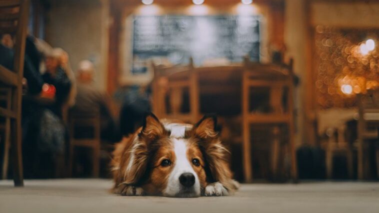 National Dog Friendly Day