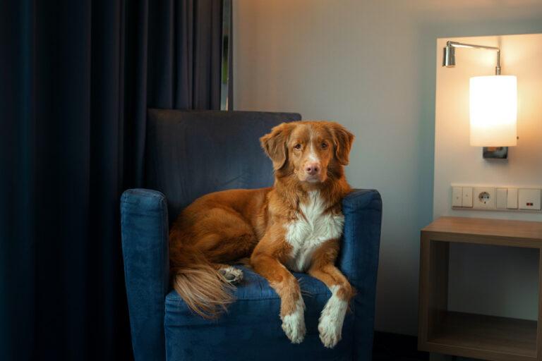 11 of the Best Dog Friendly Hotels in New Forest Houndy