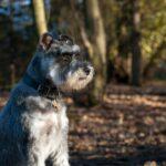 15 Super Schnauzer Gifts For Schnauzer Dog Lovers