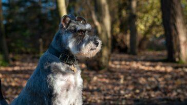 15 Super Schnauzer Gifts For Schnauzer Dog Lovers