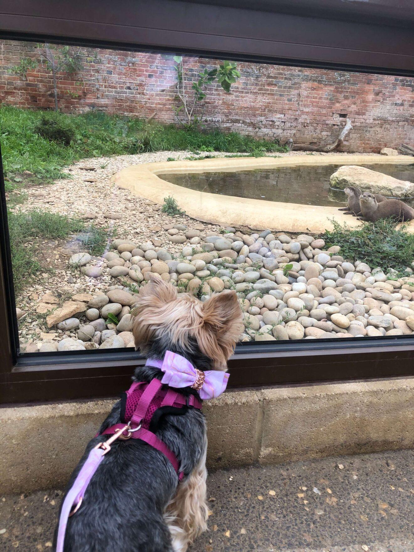 Doggy Day Out At Dog Friendly Cotswolds Wildlife Park Houndy