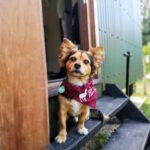 Charlie wearing a Merry Harriers bandana